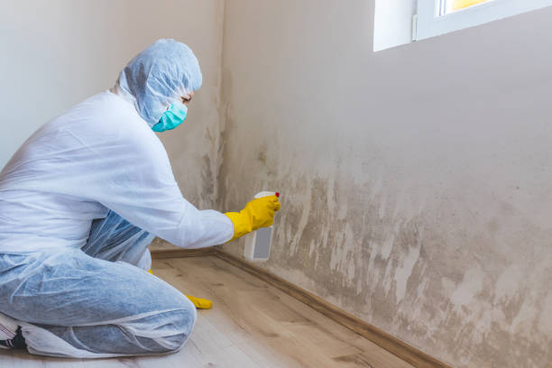 Black mold inspection in White Mills