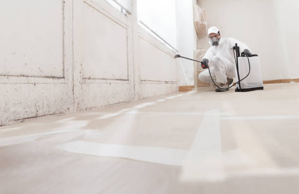 Black mold remediation team in White Mills